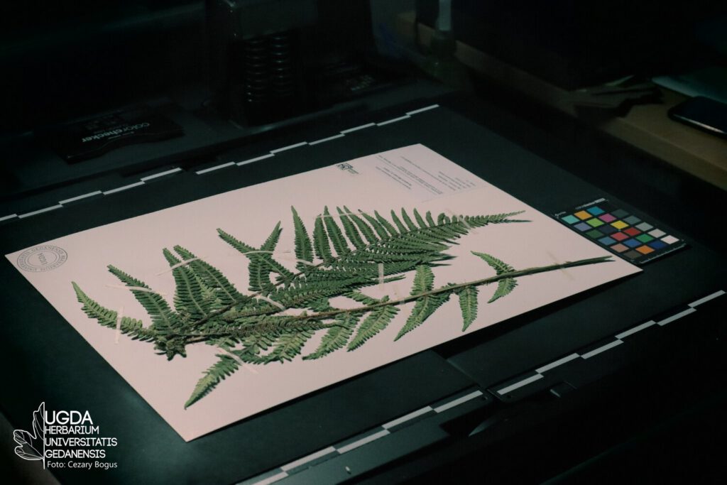 Herbarium, HPE