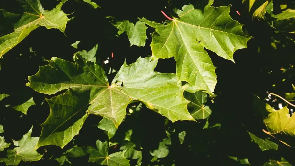 energia, liśc klonu, maple